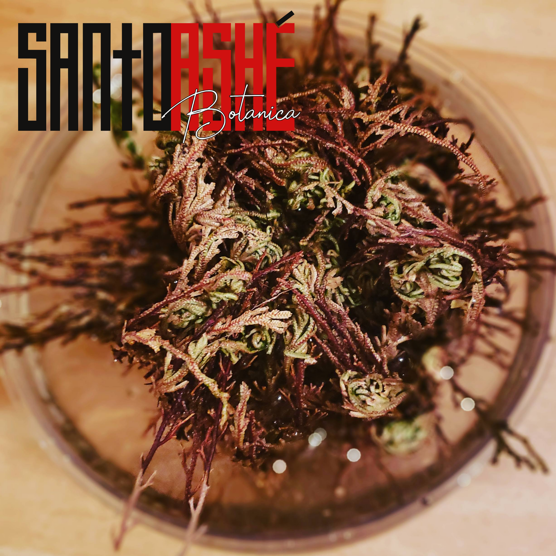 Rose of Jericho - Santo Ashe Botanica